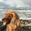 Kellie at the seaside with the salt wind in her hair